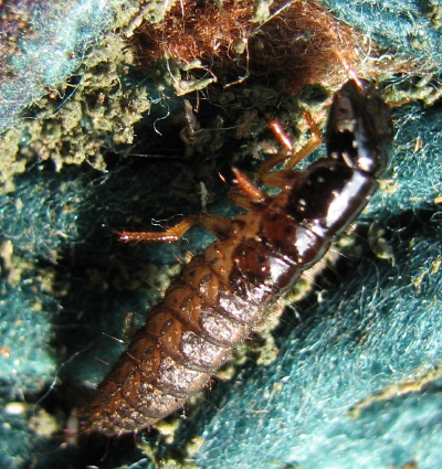 larva di stafilinide